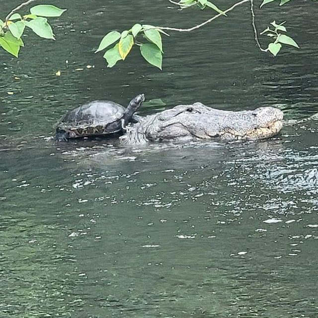 GatorsDaily's tweet photo. Hop on friend :,) https://t.co/gjwuC72CT0