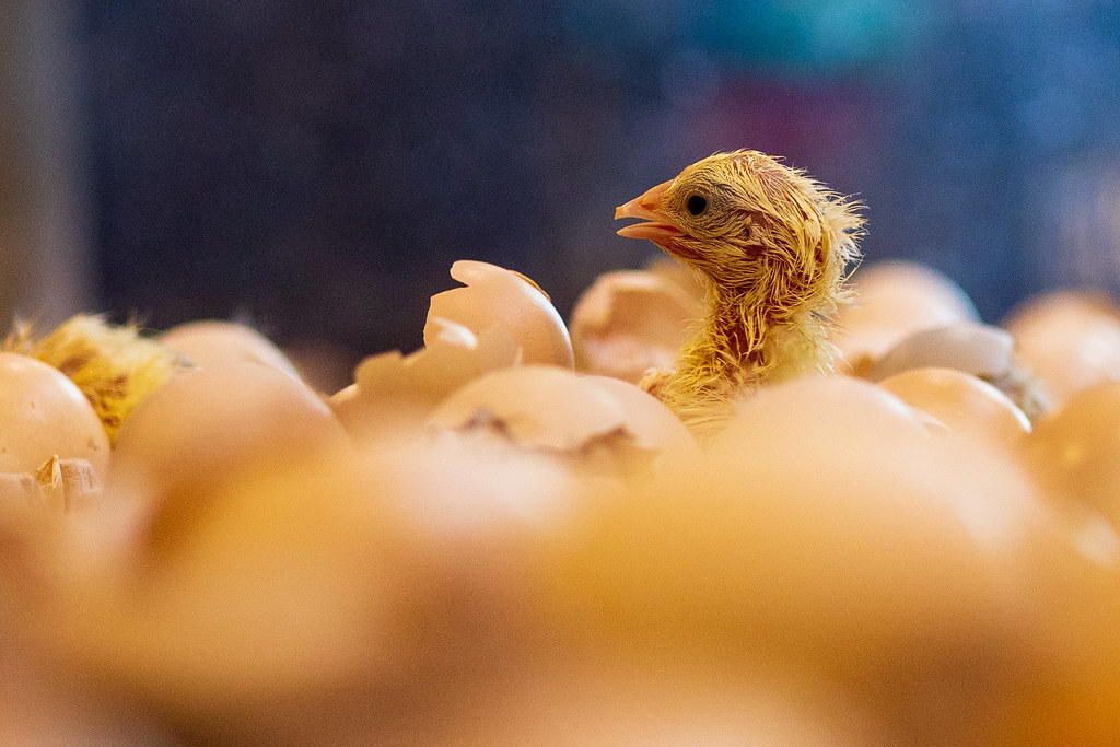 nixter's tweet photo. first out the egg, my new picture on #Flickr https://t.co/iFCYWYPXRC #Photography https://t.co/tKSfAjUeID