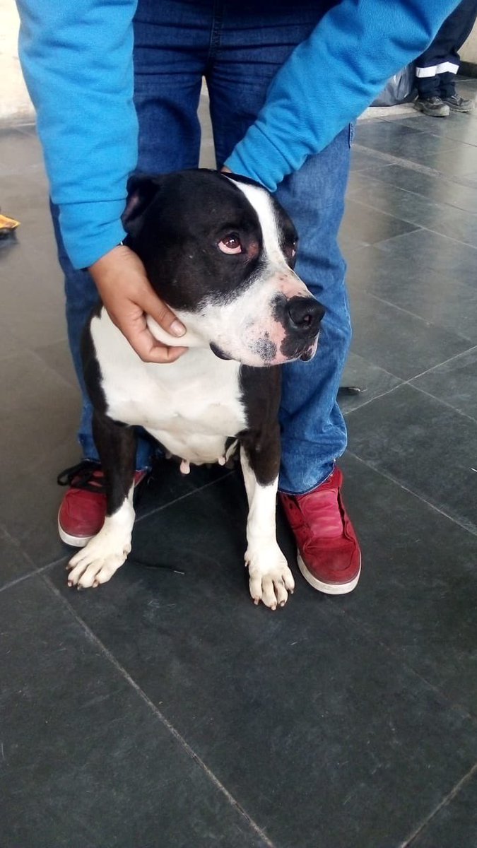 TransMilenio tweet media