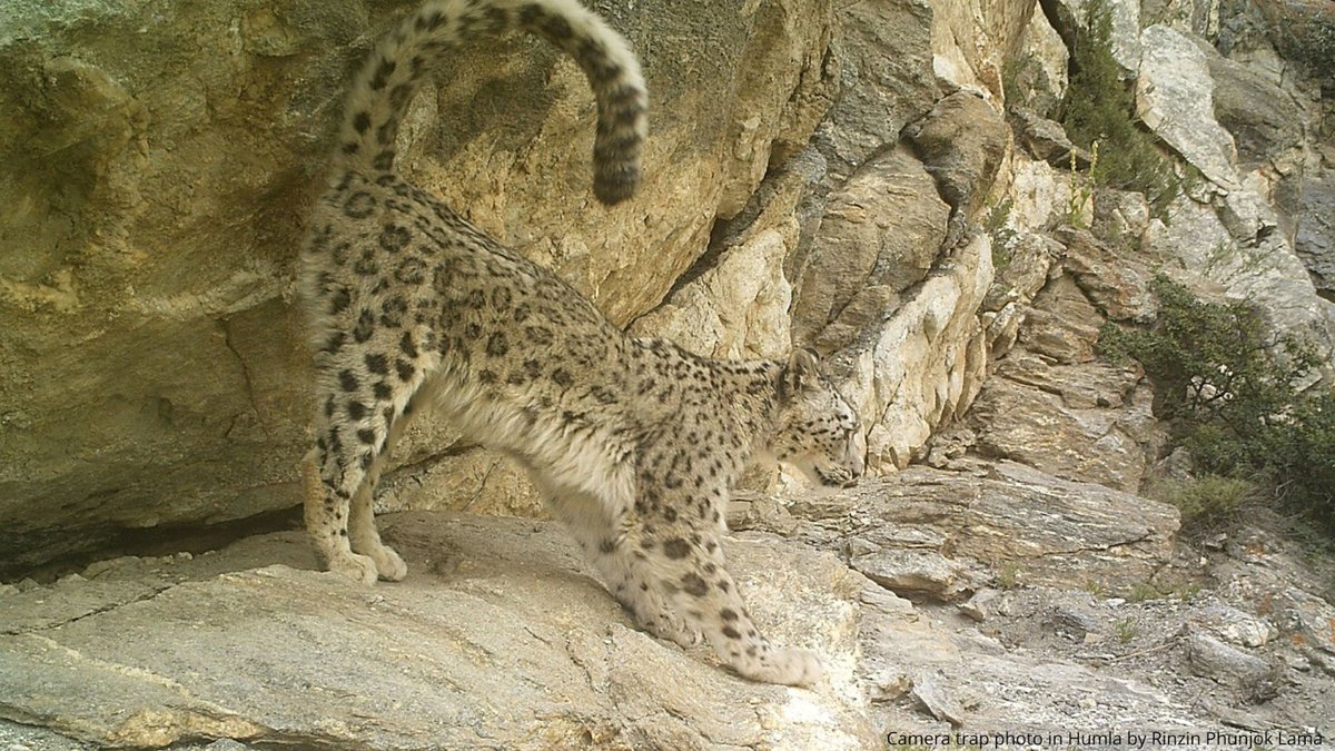 SnowLeopardNet's tweet photo. Meet the Project #UKALI, an org. from Nepal that's working hard to protect biodiversity & empower #localcommunities 💚
Their goal is to strengthen #communitybasedconservation efforts & contribute twds resilient communities & #wildlife in the Upper Karnali region 🏔️
@rinzinplama https://t.co/l13L644ZpQ