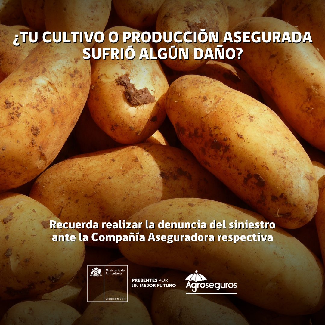 🟢 ¡Atención agricultoras y agricultores!

⚠️ Si tenían su producción asegurada y sufrieron un siniestro, deben presentar la denuncia directamente a la compañía de seguros respectiva, al intermediario (INDAP, bancos, etc.) o al corredor de seguros.

▶️ bit.ly/2qUpQc3