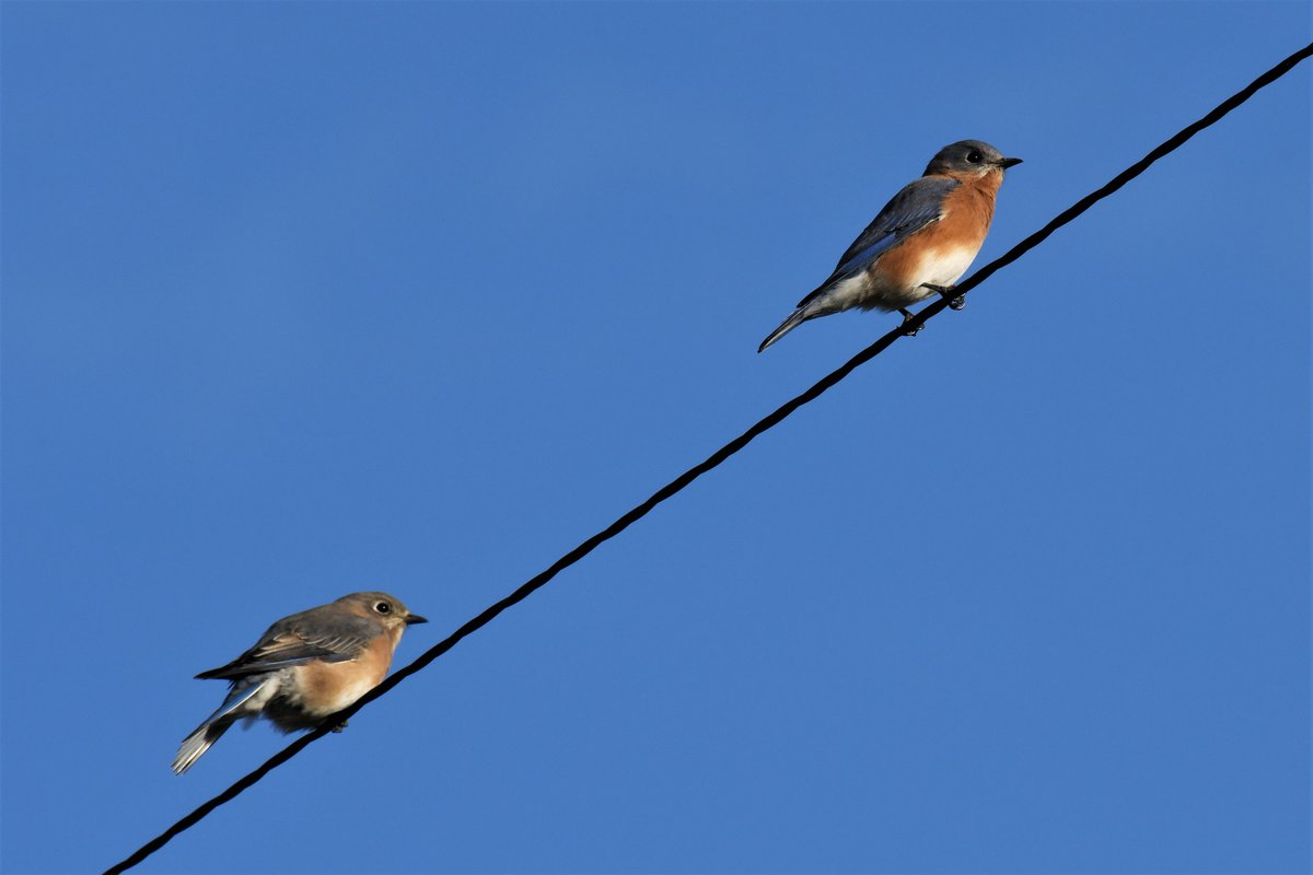 ObserverIsland's tweet photo. The Art and Nature’s Birding Festival returns this year on May 12-14.
Photos by Kristin Wegner
#washingtonislandobserver #washingtonislandwi #doorcounty #birders https://t.co/uss97zdXqk