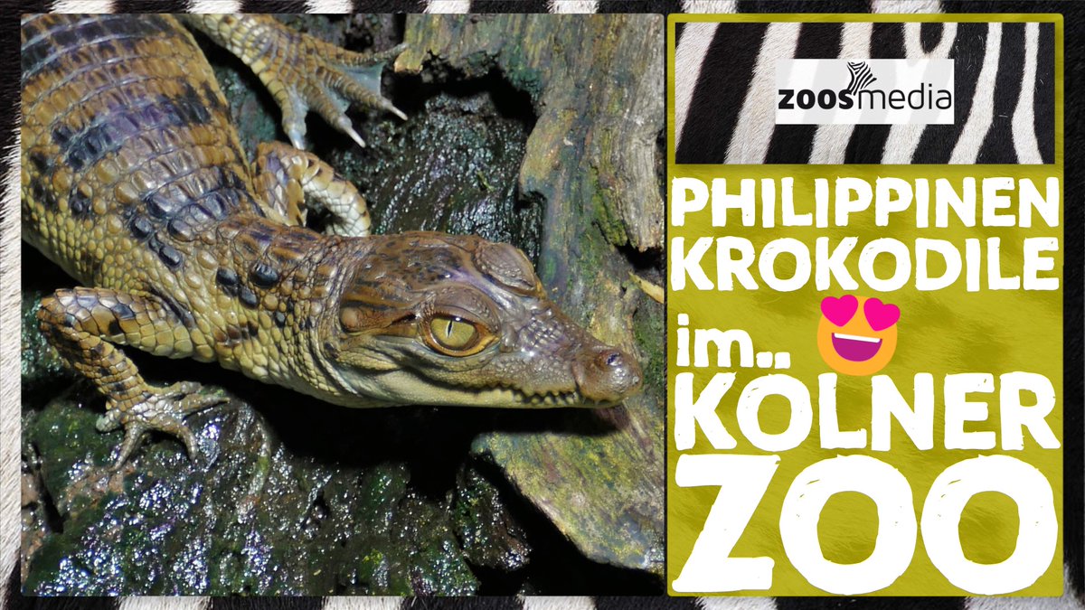 zoosmedia's tweet photo. Cologne Zoo: Philippine Crocodiles with Offspring 😍

▷ https://t.co/qZfCOValqn

Christoph Schuett explains why successful breeding is important for the species.

#colognezoo #crocodiles #conservation #philippinecrocodiles #cologne #reversethered #oneplanapproach #zoosmatter 🦓 https://t.co/94c7ksXwI3