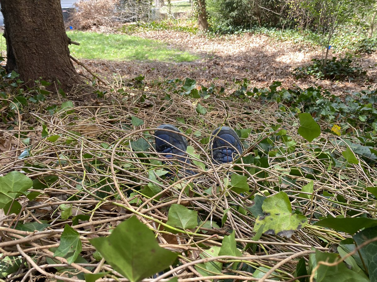 davelohmann's tweet photo. Trust me, I’m under this ivy I’m pulling. Don’t give up the search! https://t.co/EExLAdI0ip