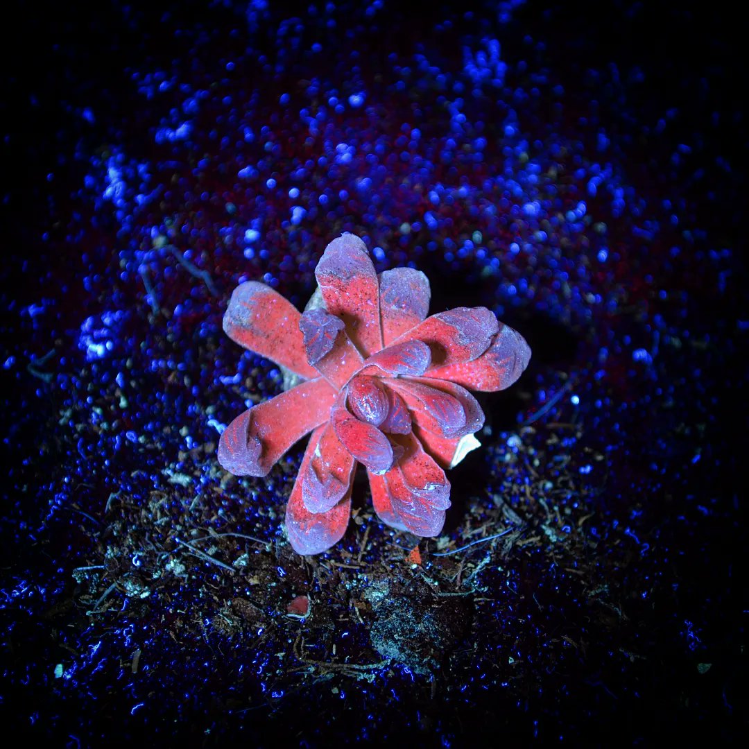 TheConnarchy's tweet photo. @Rainmaker1973 Haworthia Cooperis also have incredible fluorescence under an Ultraviolet light! https://t.co/9cVSlegIIJ