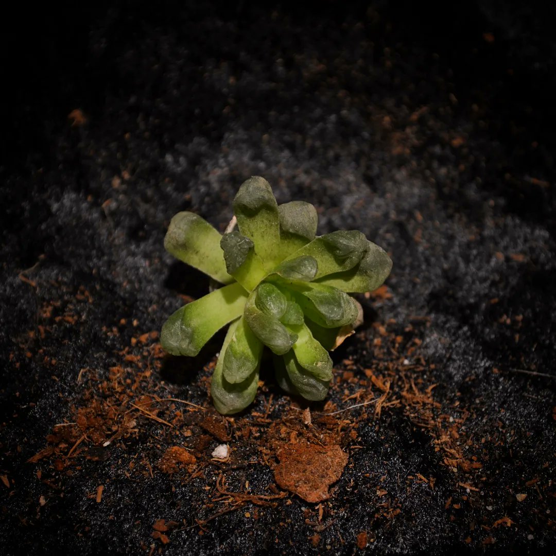 TheConnarchy's tweet photo. @Rainmaker1973 Haworthia Cooperis also have incredible fluorescence under an Ultraviolet light! https://t.co/9cVSlegIIJ