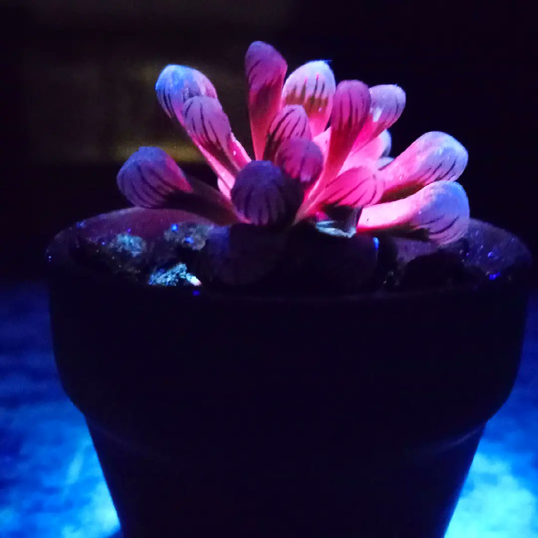 TheConnarchy's tweet photo. @Rainmaker1973 Haworthia Cooperis also have incredible fluorescence under an Ultraviolet light! https://t.co/9cVSlegIIJ