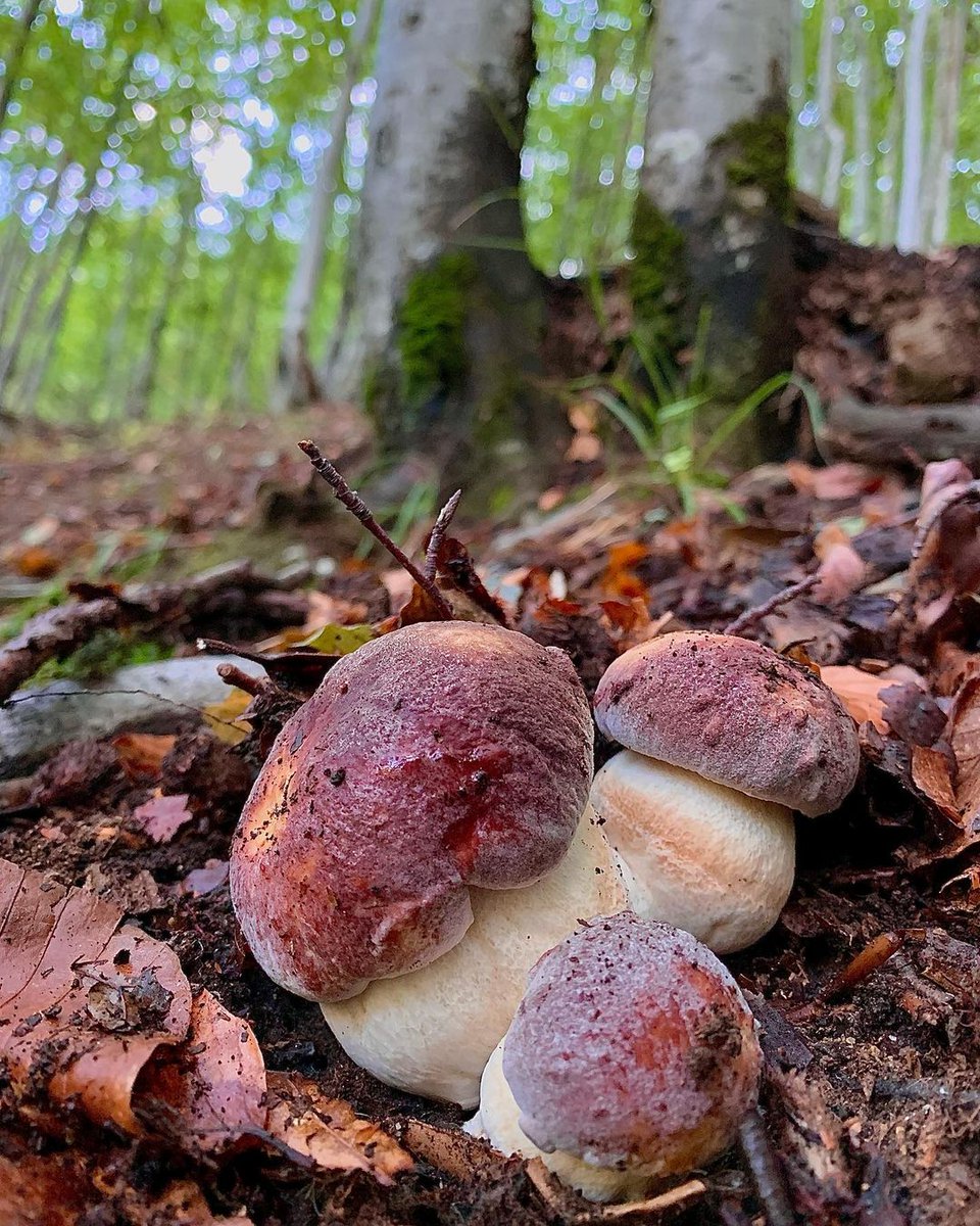 MushroomHClub's tweet photo. Mushroom makes me happy https://t.co/KQTTRmnYAs