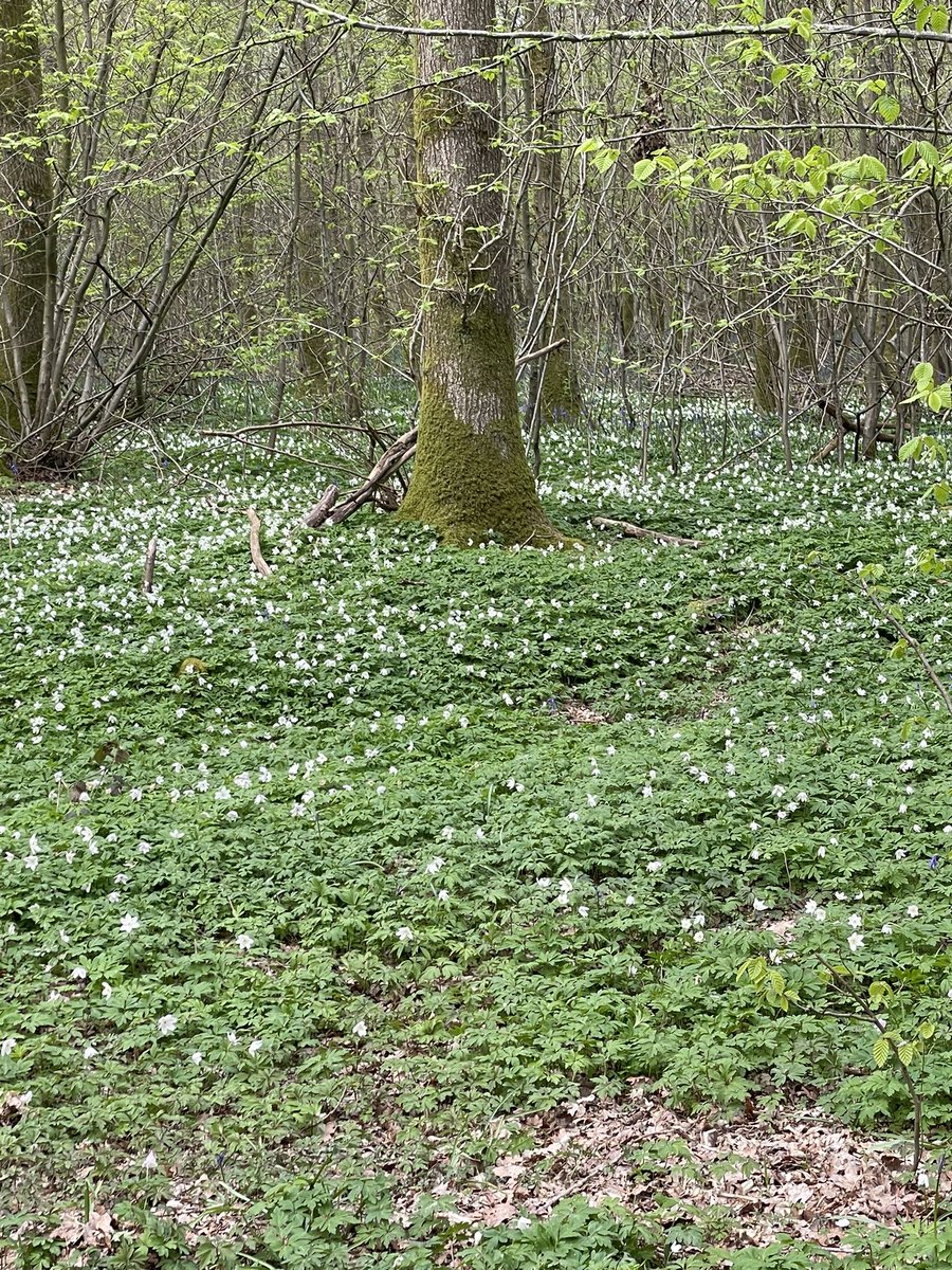 drjeremyl's tweet photo. Lovely dog walk at Abbots Wood this afternoon. A plethora of wild flowers in bloom, Wood Anemone, primrose and the Bluebells are coming through. #LoveSpringtime https://t.co/j6sVRsFy0V