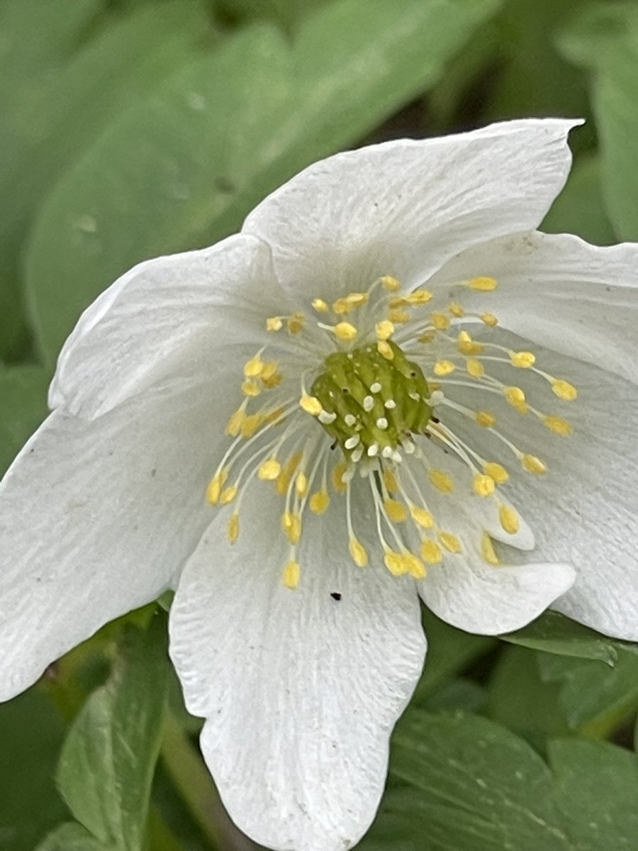 drjeremyl's tweet photo. Lovely dog walk at Abbots Wood this afternoon. A plethora of wild flowers in bloom, Wood Anemone, primrose and the Bluebells are coming through. #LoveSpringtime https://t.co/j6sVRsFy0V