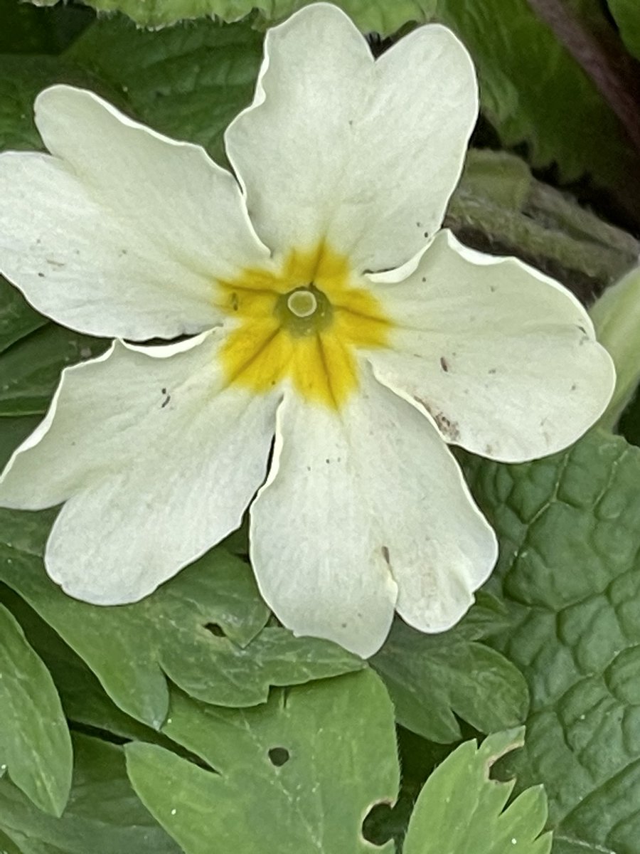 drjeremyl's tweet photo. Lovely dog walk at Abbots Wood this afternoon. A plethora of wild flowers in bloom, Wood Anemone, primrose and the Bluebells are coming through. #LoveSpringtime https://t.co/j6sVRsFy0V
