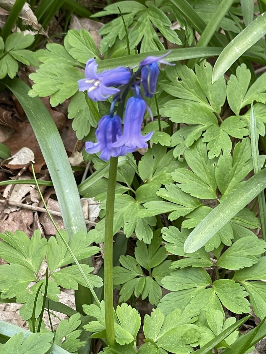drjeremyl's tweet photo. Lovely dog walk at Abbots Wood this afternoon. A plethora of wild flowers in bloom, Wood Anemone, primrose and the Bluebells are coming through. #LoveSpringtime https://t.co/j6sVRsFy0V