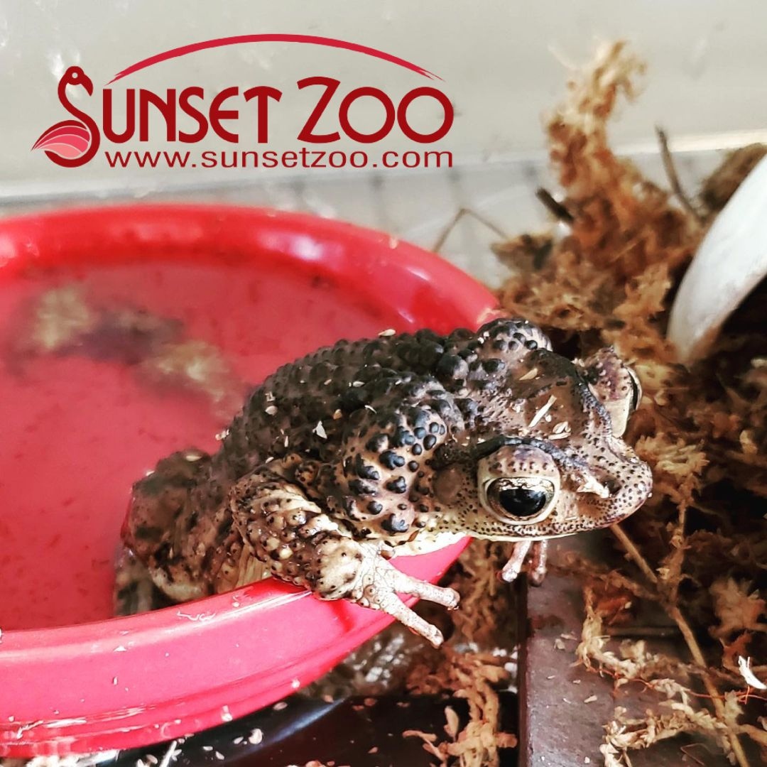 KScienceFest's tweet photo. Join our friends from Sunset Zoo at the festival on April 29th. Sunset Zoo applies STEM concepts daily. Stop by their table to learn how they use STEM to provide for the well-being of the animals in our care and to conserve nature. #KansasScienceFestival #2023KSF https://t.co/jGO1crnLUO