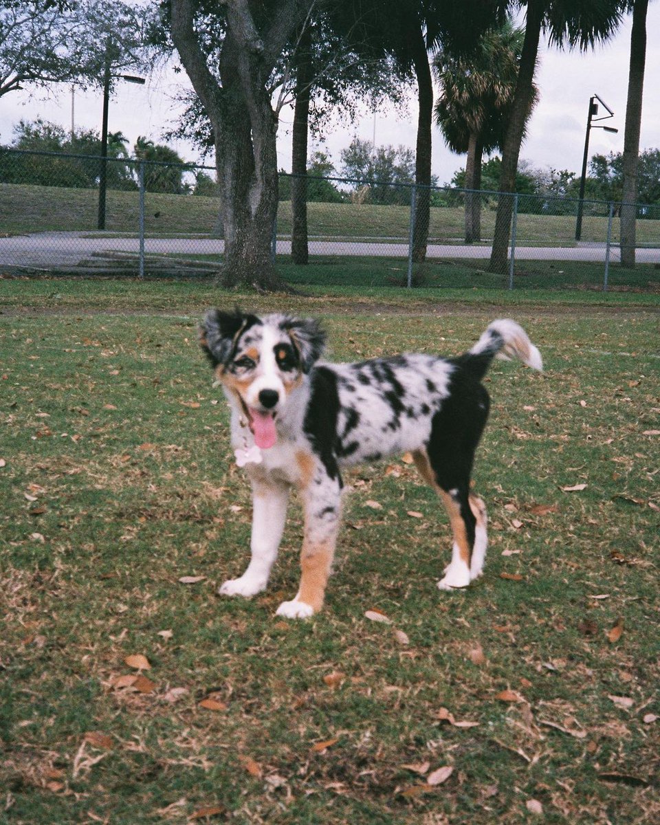 officialgooddog's tweet photo. Skye, Australian Shepherd, 📍South Florida
"Skye is growing up and learning so much! She can now sit, stay, and is also getting the hang of potty training. One smart cookie!"
#GoodDogDogs https://t.co/AflKA771WR