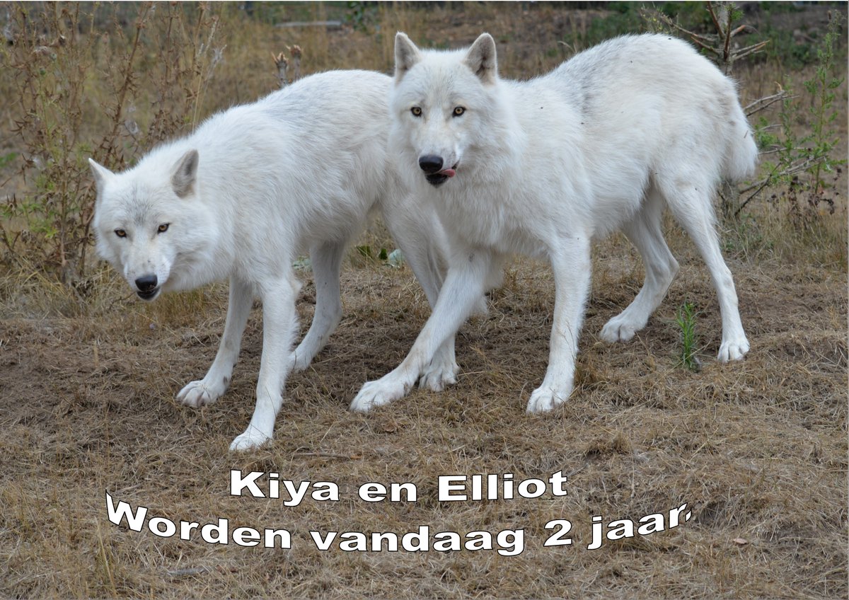 PeterLennertz's tweet photo. Sorry, gisteren door de drukte vergeten te plaatsen. https://t.co/1QgKodWuSD