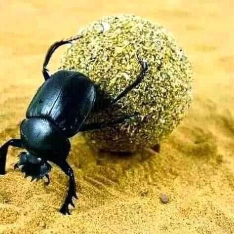 LEWIS506MIMS's tweet photo. @ProfJNMoyo Keep up the good work Prof 😉 https://t.co/uxQAfDcIZf