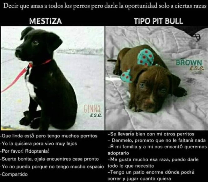 PerroUsuario's tweet photo. Por favor no discriminemos, porque todos te amarán durante toda su vida  #LoImportanteEsAdoptar  https://t.co/VaIVSM7fbv