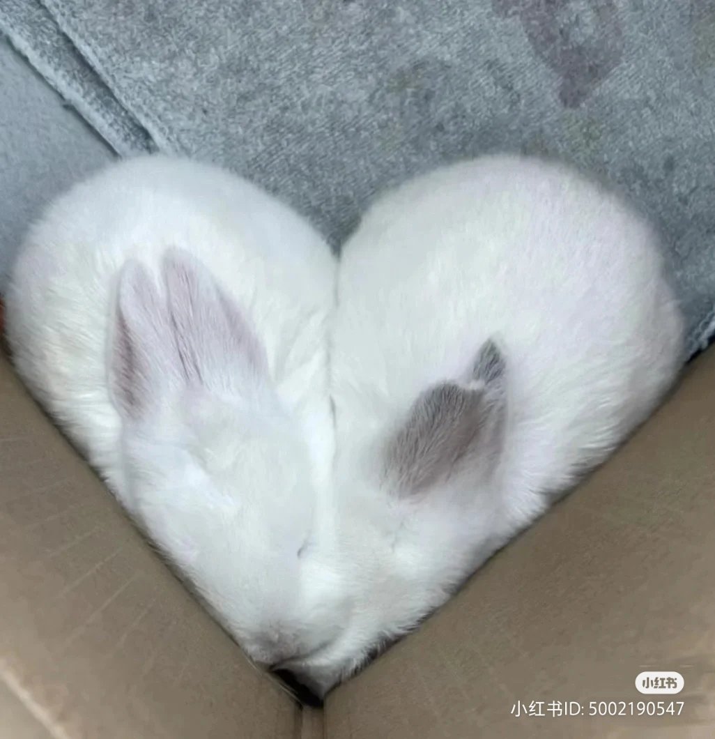 lovesickdoe's tweet photo. heart bunnies https://t.co/B3zYnYlOjV