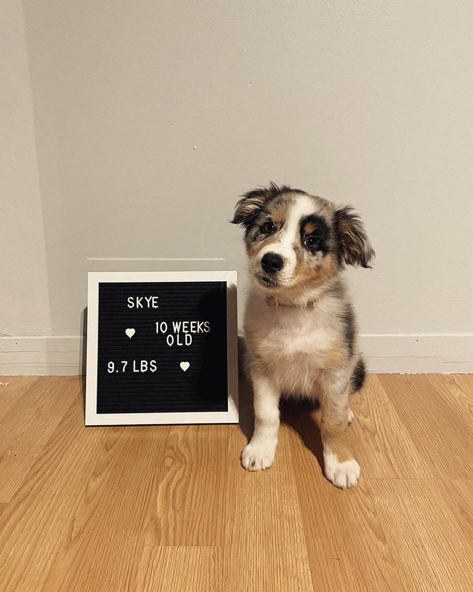 officialgooddog's tweet photo. Skye, Australian Shepherd, 📍South Florida
"Skye is growing up and learning so much! She can now sit, stay, and is also getting the hang of potty training. One smart cookie!"
#GoodDogDogs https://t.co/AflKA771WR