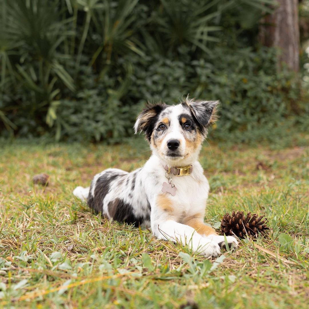 officialgooddog's tweet photo. Skye, Australian Shepherd, 📍South Florida
"Skye is growing up and learning so much! She can now sit, stay, and is also getting the hang of potty training. One smart cookie!"
#GoodDogDogs https://t.co/AflKA771WR