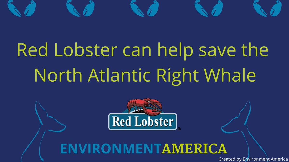 EnvAm's tweet photo. By committing to purchase lobster caught with whale-safe ropeless technology, @RedLobster can continue to serve “seafood with standards” and play a vital role in creating a market for lobster caught using ropeless gear. https://t.co/zbOABmy5s4