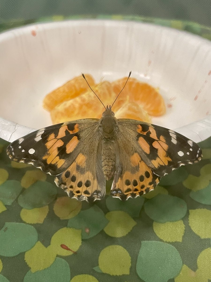 All 6 of our butterflies have emerged!  We are enjoying watching them before letting them go at the end of the week! #wyproud #wyasd