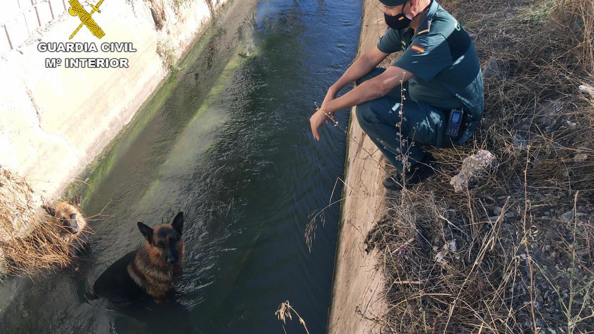 guardiacivil's tweet photo. El #SEPRONA recuerda la importancia en la colocación de escaleras u otras vías de escape en balsas o acequias, pudiendo ser la salvación de multitud de fauna así como de personas. https://t.co/JzXsXkx9og