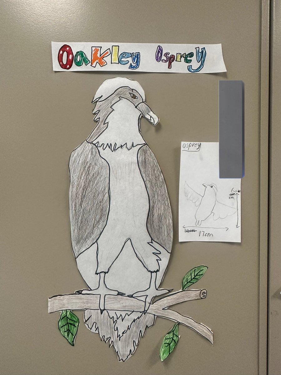 BPSHawks3's tweet photo. Grade 3s have been practicing their measurement skills to measure their life size animals #BPSHawks3 #BPSHawks https://t.co/oLFYV2Ig5q