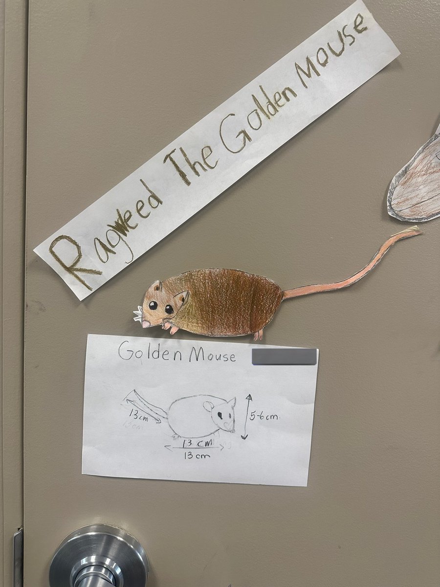 BPSHawks3's tweet photo. Grade 3s have been practicing their measurement skills to measure their life size animals #BPSHawks3 #BPSHawks https://t.co/oLFYV2Ig5q