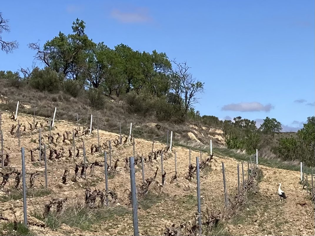 bodegaakutain's tweet photo. Some spring visits lately: A stork (she doesn’t look as huge in the picture as in real) in the middle of our La Manzanera vineyard next to the winery 😳😳 having a worm feast; also the frost came at the beginning of April, causing limited damage 🤞hopefully no more in 2023 🤞 https://t.co/AGHjcRFSyl