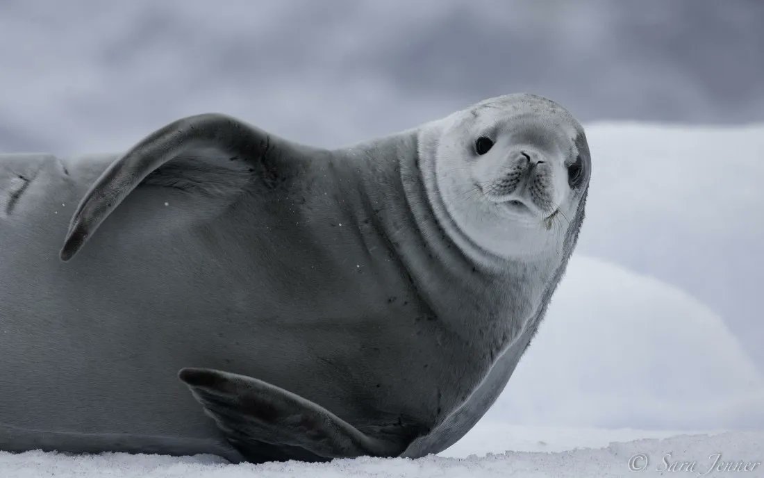 keeper_chat's tweet image. Actual photo of me lounging on the couch watching TV. Catch the newest episode about the Crabeater seal, available now! buff.ly/3mHyNXg