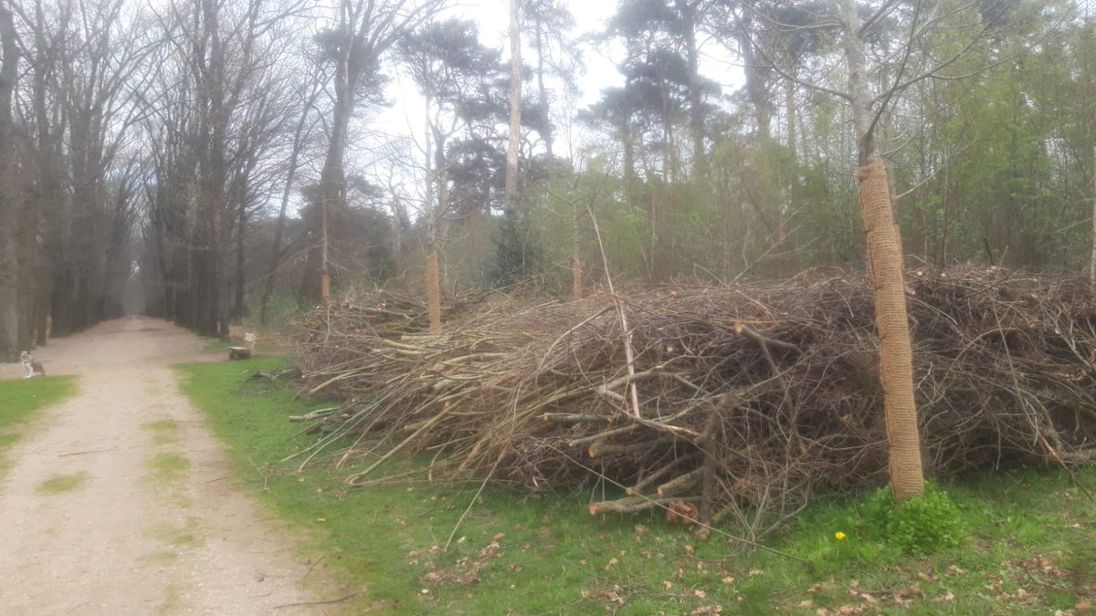Is deze massale snoei in Nimmerdor tijdens het broedseizoen echt nodig?  <a href="/Gem_Amersfoort/">Gemeente Amersfoort</a> <a href="/Johnasvlammeren/">Johnas van Lammeren | PvdD</a> <a href="/cbarneveld/">Christian van Barneveld</a>