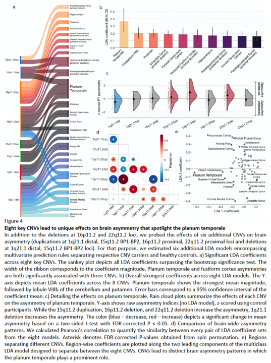 Jakub Kopal (@kopaljakub) on Twitter photo With <a href="/danilobzdok/">Danilo Bzdok</a>, we leveraged rare genetic mutations (#CNVs) to revisit structural brain #asymmetry. Planum temporale emerged as especially susceptible to deletions & duplications of specific gene sets.
biorxiv.org/content/10.110… With <a href="/danilobzdok/">Danilo Bzdok</a>, we leveraged rare genetic mutations (#CNVs) to revisit structural brain #asymmetry. Planum temporale emerged as especially susceptible to deletions & duplications of specific gene sets.
biorxiv.org/content/10.110…