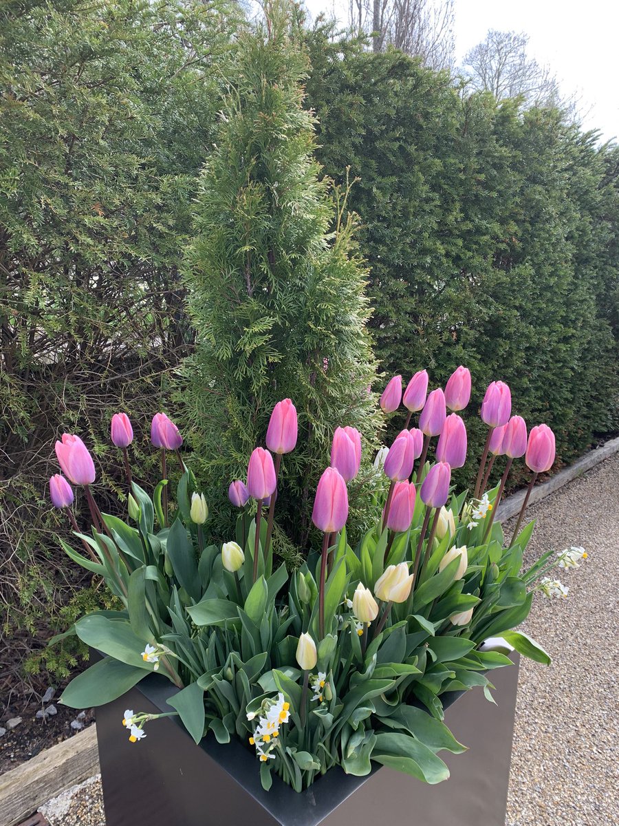 rhubarb2rhubarb's tweet image. How we love @RHSHarlowCarr at any time of year but especially when there are sights like this around each corner #beautifulSpring