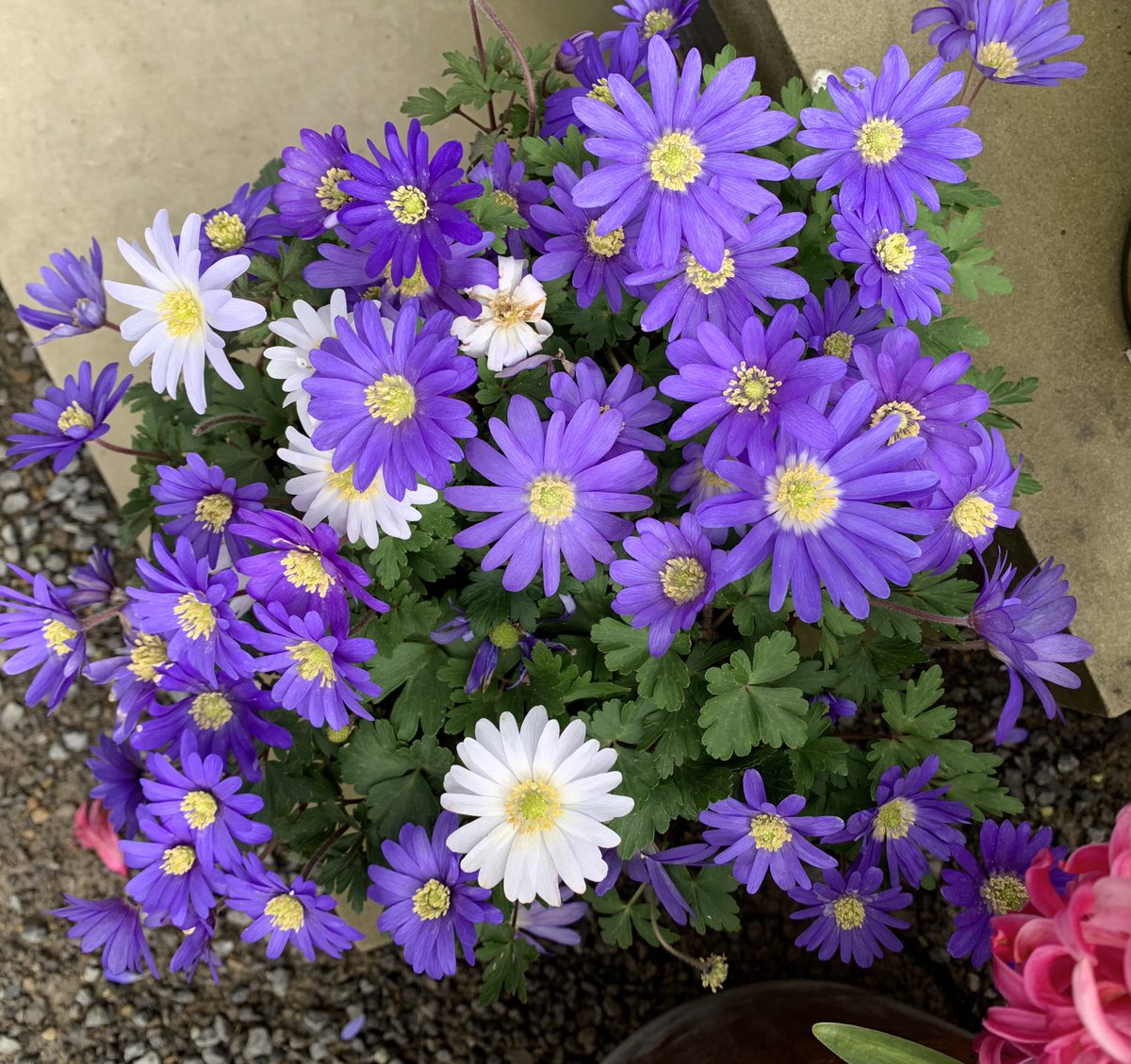 rhubarb2rhubarb's tweet image. How we love @RHSHarlowCarr at any time of year but especially when there are sights like this around each corner #beautifulSpring