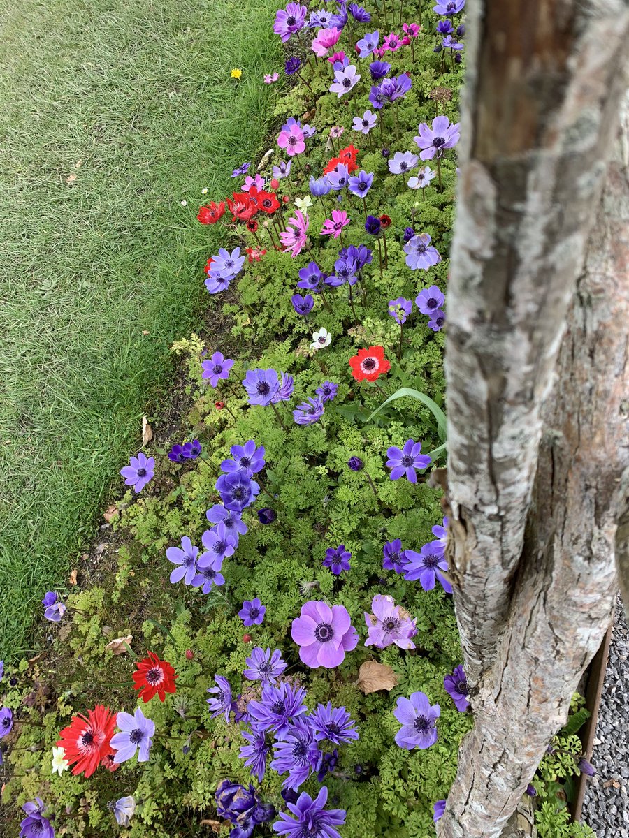rhubarb2rhubarb's tweet image. How we love @RHSHarlowCarr at any time of year but especially when there are sights like this around each corner #beautifulSpring