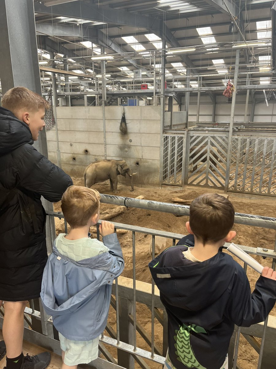 Nadine0786's tweet photo. @PCPSwans Woody had a restful break ending with a trip to Blackpool zoo with his family he loved every minute 🥰 https://t.co/9Od09hN00D