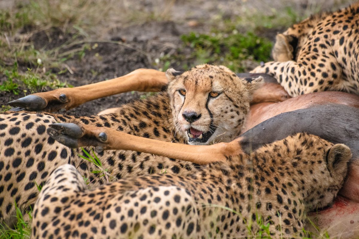 Best Time of Tano Bora Boys | Masai Mara | Kenya
.
.
.
.
.
#wildcat #bownaankamal #bbcwildlife #earthinfocus #wildlife_inspired #naturebrilliance #mammals #amazing_wildlife #natuurfotografie #africanature #masaimaranationalpark #itssokenya #nikonasia #animallovers #animal_sultans