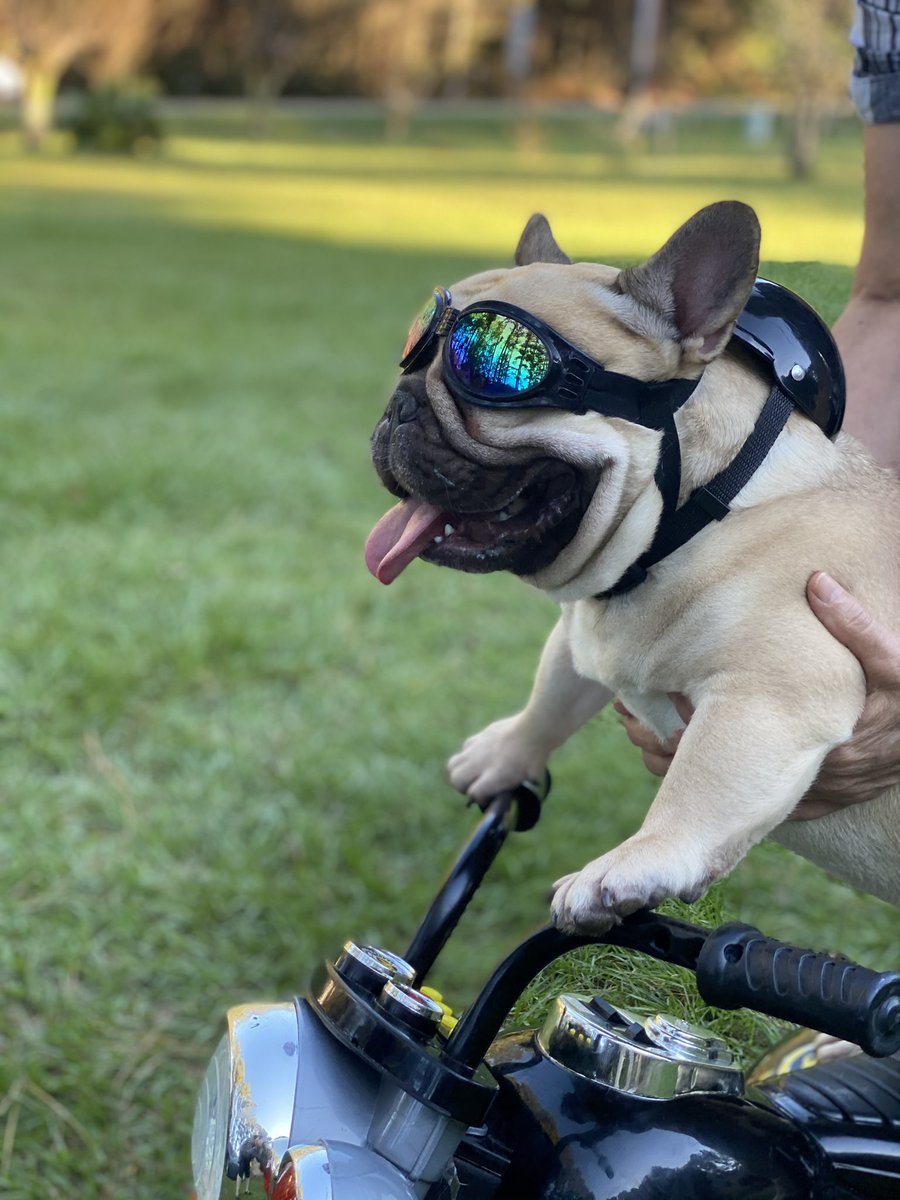 I'm  ready to hit the open road and explore the world!  revving up my motorcycle and looking for an adventure. Every twist and turn of the road is an opportunity for a new experience and a sense of freedom. #rocktheleash