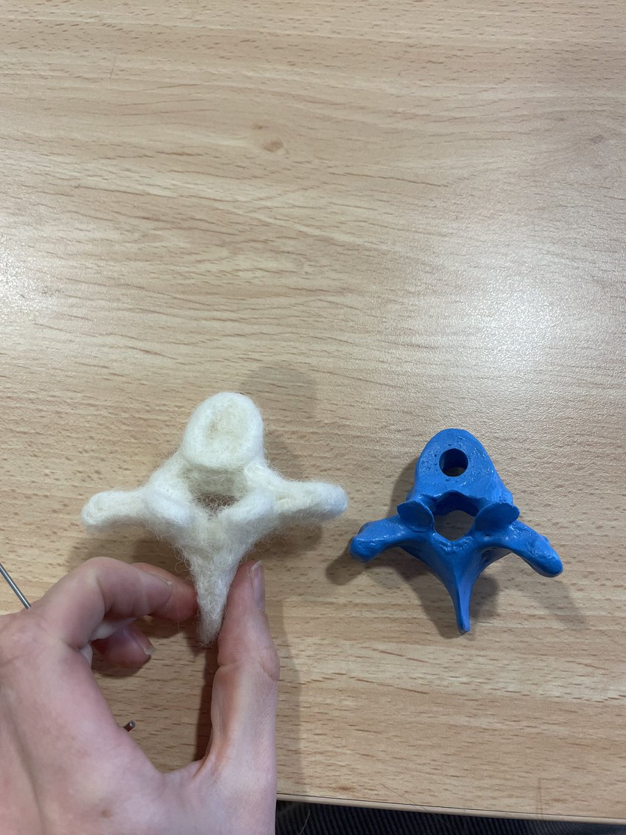 Lots of inspiring talks at the #anatsocwinter22 conference in Nottingham. Even got to combine crafting and anatomy with some vertebra felting!