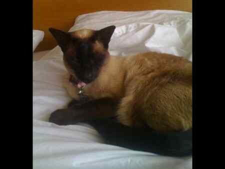 SealDefence's tweet photo. Miaow! Please have a look at this tweet: https://t.co/aDv3YYDG9M https://t.co/Xmlm3jgowW