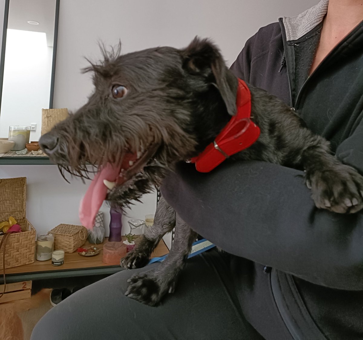 Isabellapbb's tweet photo. Encontré a este perro negro macho. Collar con paliacate incluido rojo. 
Ayúdenme a compartir RT

@UbicapetMexico https://t.co/EtKOwP2BeB