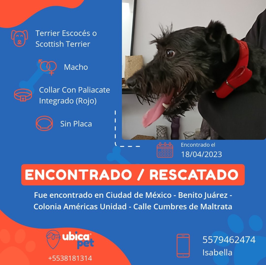 Isabellapbb's tweet photo. Encontré a este perro negro macho. Collar con paliacate incluido rojo. 
Ayúdenme a compartir RT

@UbicapetMexico https://t.co/EtKOwP2BeB