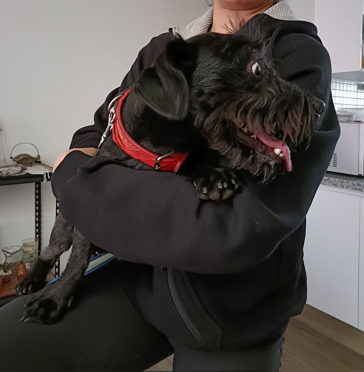 Isabellapbb's tweet photo. Encontré a este perro negro macho. Collar con paliacate incluido rojo. 
Ayúdenme a compartir RT

@UbicapetMexico https://t.co/EtKOwP2BeB