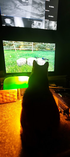 DanTheMan4372's tweet photo. @BWCreations In the storm of a Kitty Breast cancer diagnosis, your videos gave us peace. Now, with a mastectomy and loving focus she is still here, watching. Big brother loves them too! God bless you. https://t.co/O5Gfdmx8EW