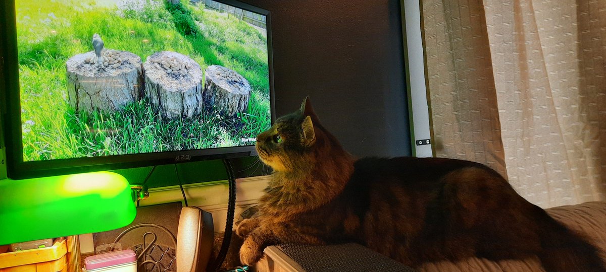 DanTheMan4372's tweet photo. @BWCreations In the storm of a Kitty Breast cancer diagnosis, your videos gave us peace. Now, with a mastectomy and loving focus she is still here, watching. Big brother loves them too! God bless you. https://t.co/O5Gfdmx8EW