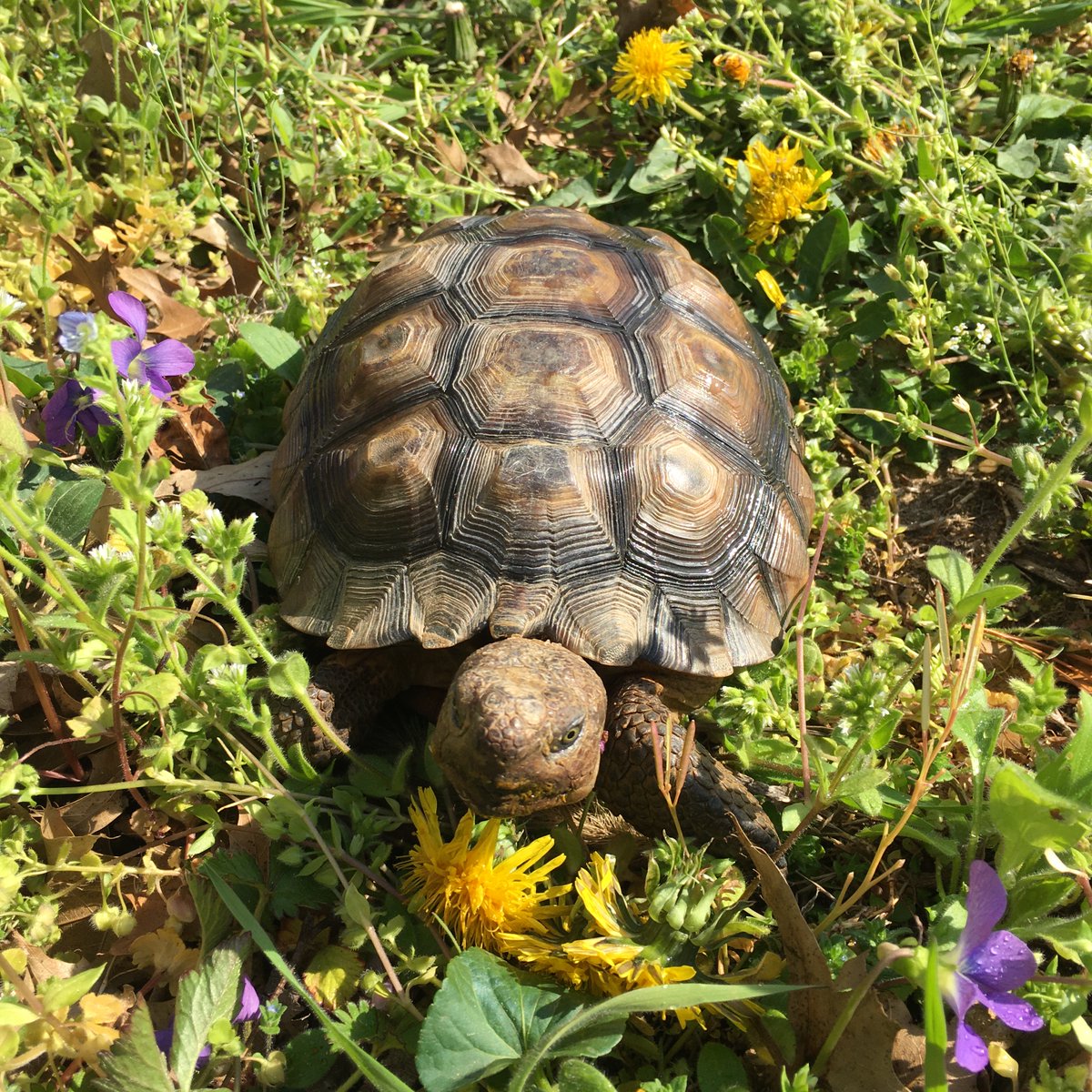 TacoTheTortoise tweet media