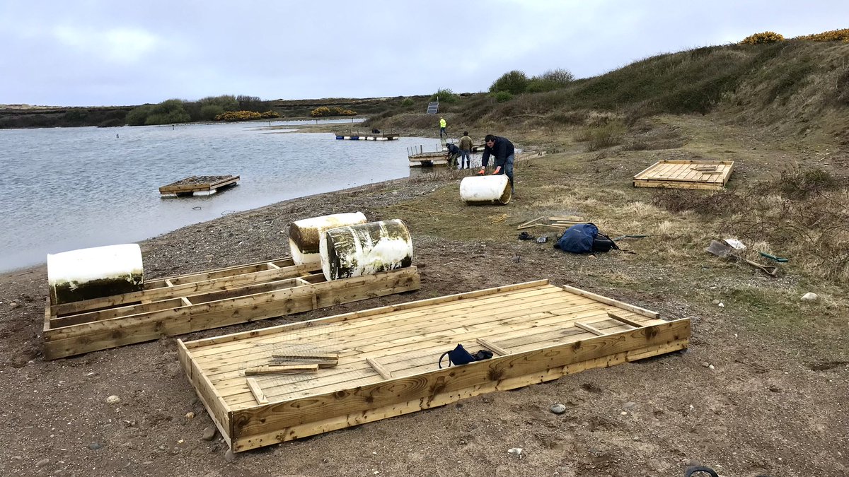 Manx BirdLife tweet media