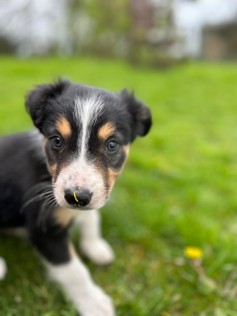 HartCollie's tweet photo. What's that on my nose mum 🤔
#RubyTheRescue
#RubyFromWales
#PuppySpam https://t.co/9QKQr85b8K