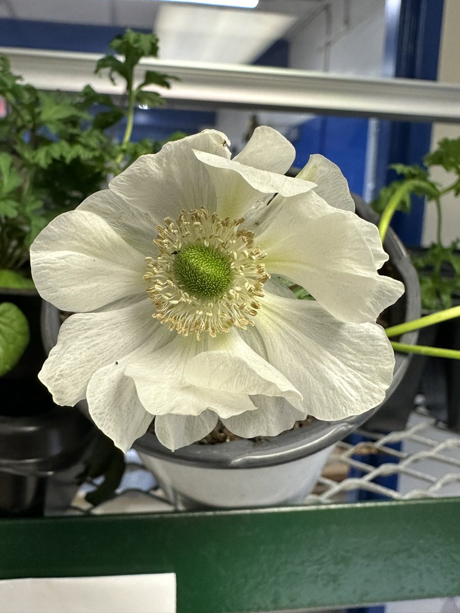 CentralRCDSB's tweet photo. Beautiful things are popping up at Central. Wonderful drawing by our kindergarten friends. And a beautiful anemone bloomed this week. The kinders planted this before March break. Looking forward to seeing more! https://t.co/P7TzY3vOKe